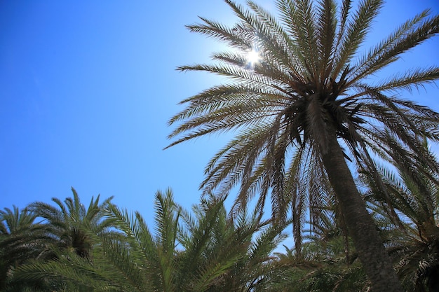 Cielo blu e fronde di palme