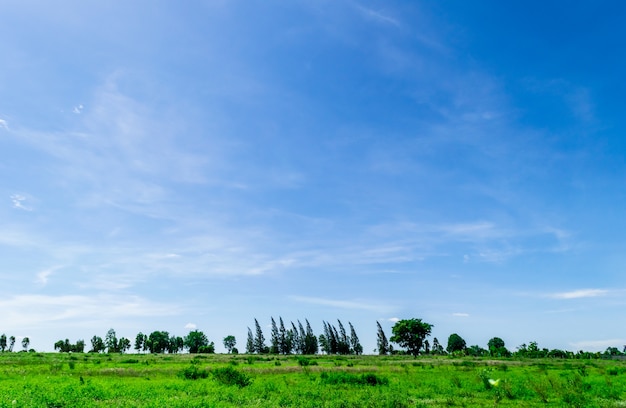 Cielo blu e nuvole con albero