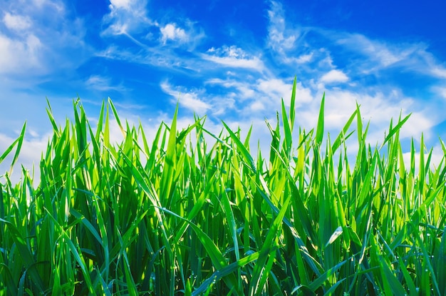 Cielo blu erba verde