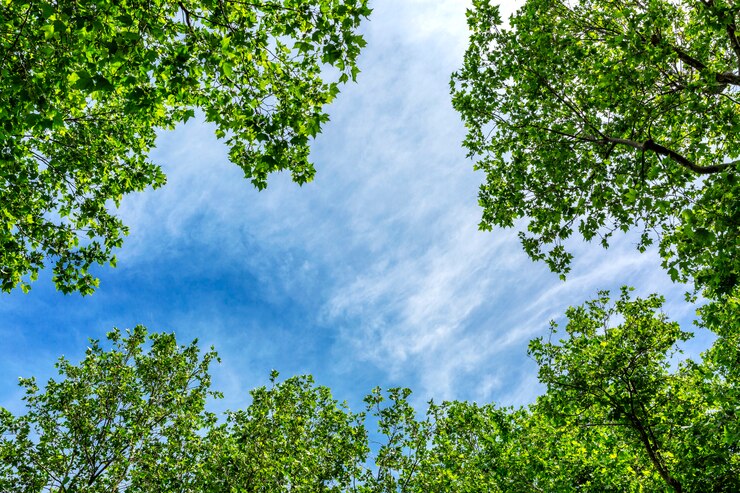 Cielo blu incorniciato da rami di alberi in fiore