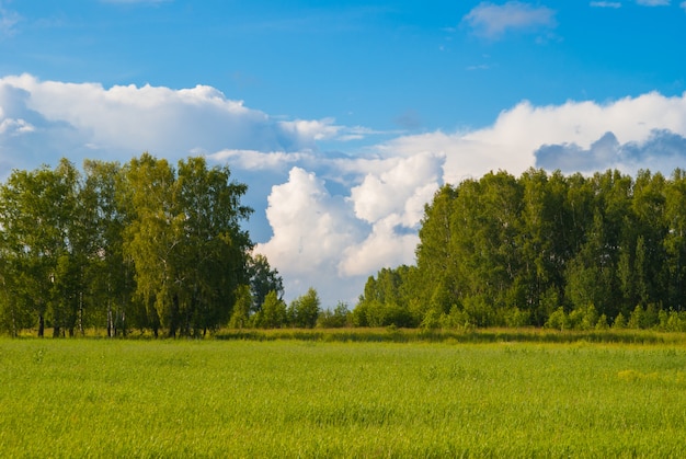 Cielo blu profondo sopra bosco di betulle e prato