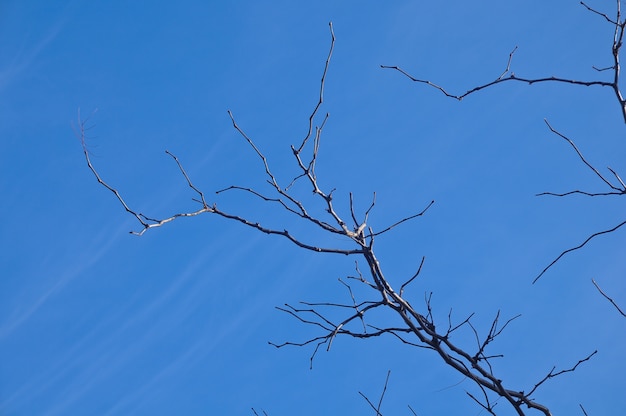 Cielo blu solitario con ramo scuro in inverno