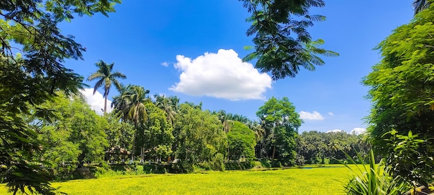 cielo blu vista meravigliosa albero verde nuvola bianca immagine