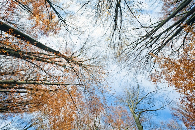 Cielo con nuvole tra i rami degli alberi autunnali (dal basso)