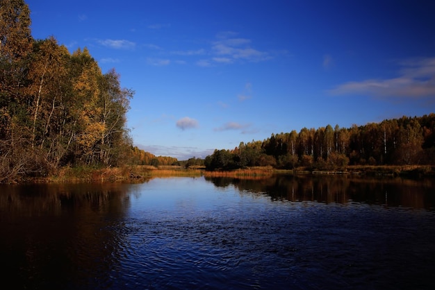 Cielo del lago della foresta di autunno