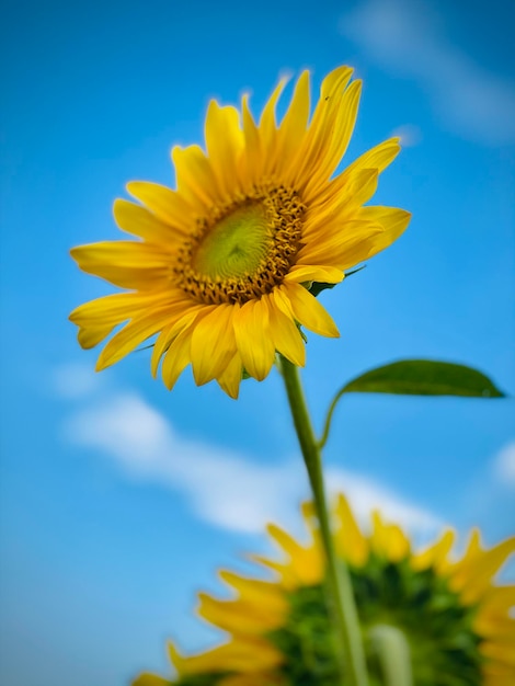 Cielo di girasole estate gialla