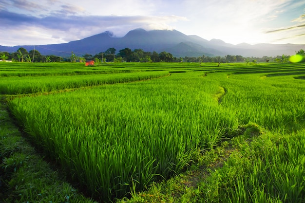 cielo di mattina alle risaie nel Nord Bengkulu Indonesia