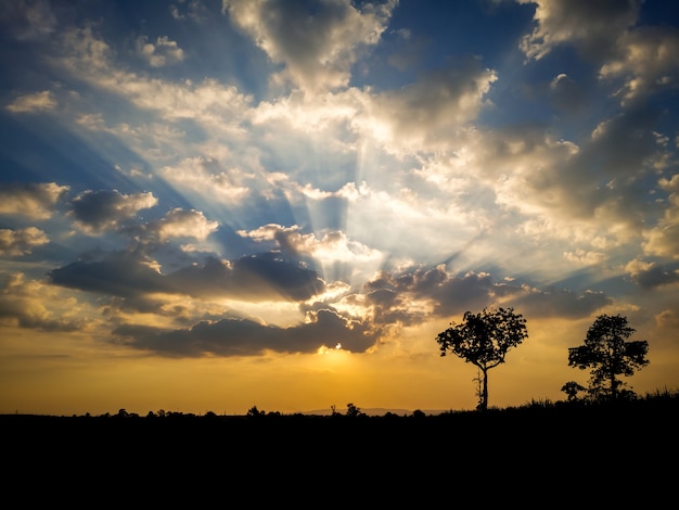 Cielo dorato causato dalla foresta di tramonto e ombra.