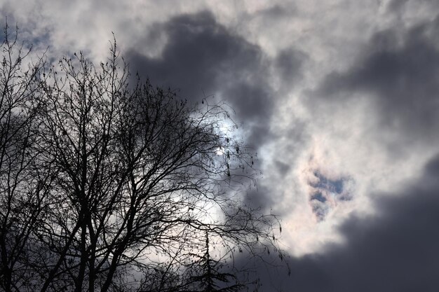 Cielo drammatico e platano