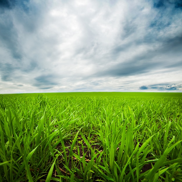 Cielo drammatico sopra il campo verde