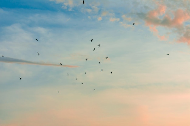 Cielo e nuvole meravigliosi con uccelli in volo