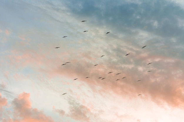 Cielo e nuvole meravigliosi con uccelli in volo