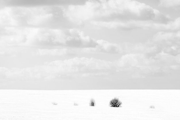 Cielo e piccolo cespuglio su neve bianca