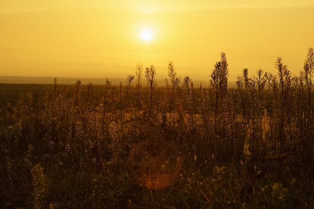 Cielo giallo ed erba secca autunnale in un prato nella nebbia all'alba