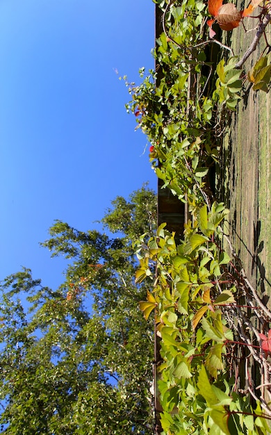 Cielo in giardino