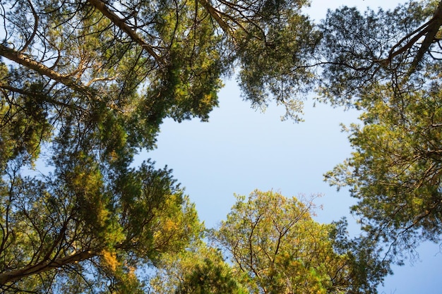 Cielo in una pineta