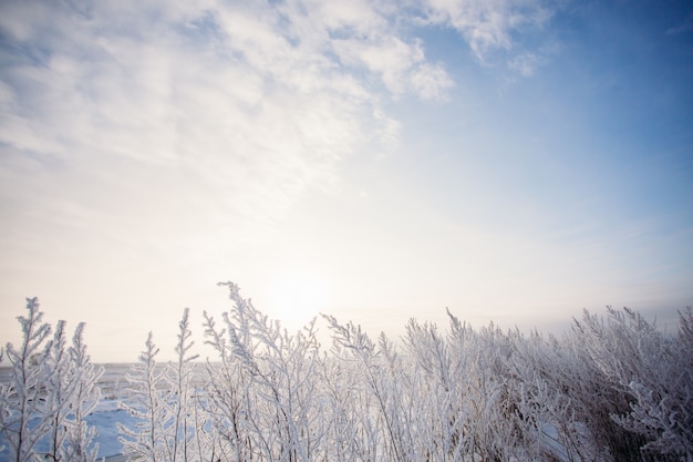 Cielo invernale blu con il campo in erba