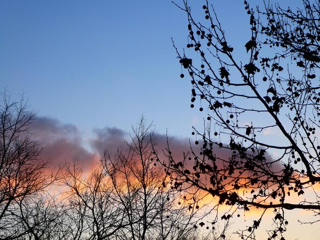 Cielo mattutino e alberi all'alba