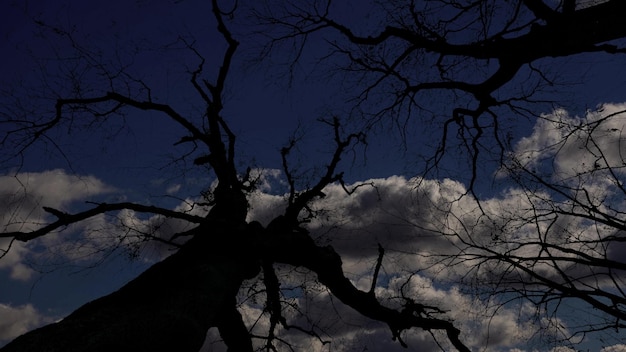 Cielo notturno nella foresta con stelle e luna