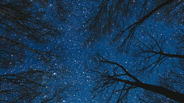 Cielo notturno nella foresta con stelle e luna