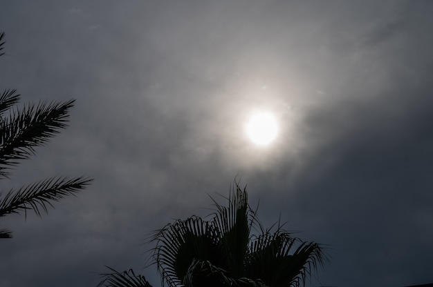 Cielo nuvoloso in vacanza. Cielo scuro con palme.