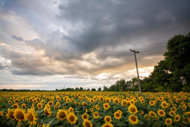 Cielo nuvoloso su un campo con bellissimi girasoli gialli in estate