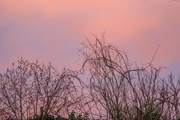 Cielo rosa tramonto in campagna con alberi senza foglie in inverno