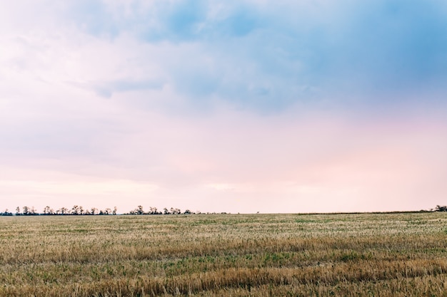 Cielo sereno sopra il campo di grano