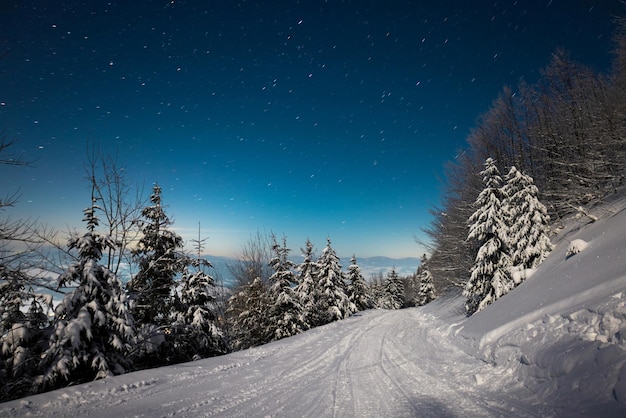 Cielo stellato di bella natura con abete innevato