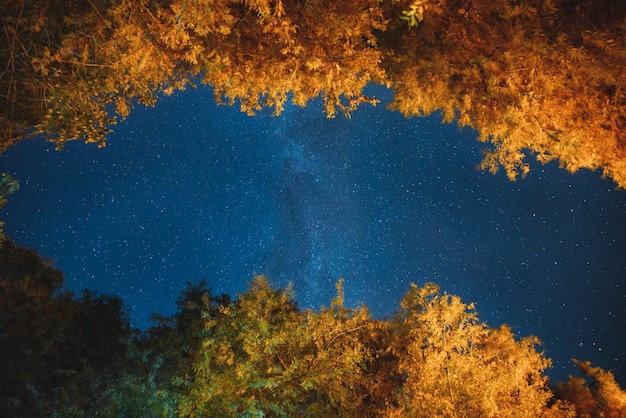 Cielo stellato e alberi autunnali