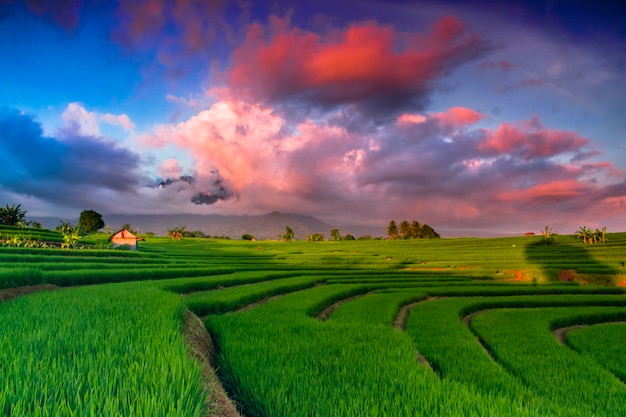 cielo stupefacente alle risaie in Indonesia