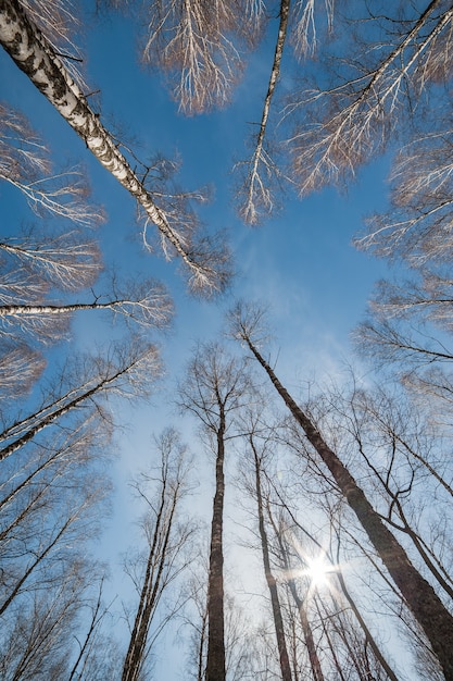 Cielo tra gli alberi, lasciando il passo