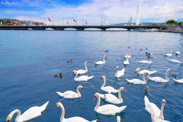 Cigni a Ginevra Ginevra della Svizzera Svizzera