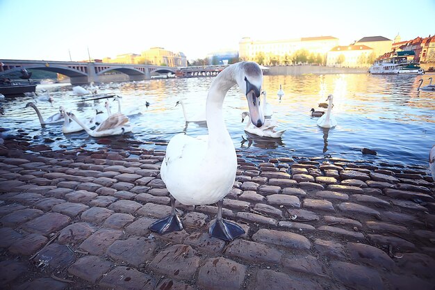 Cigni a Praga sul paesaggio fluviale / capitale ceca, cigni bianchi sul fiume accanto al Ponte Carlo, Repubblica Ceca, turismo