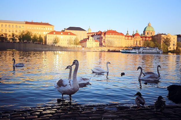 Cigni a Praga sul paesaggio fluviale / capitale ceca, cigni bianchi sul fiume accanto al Ponte Carlo, Repubblica Ceca, turismo