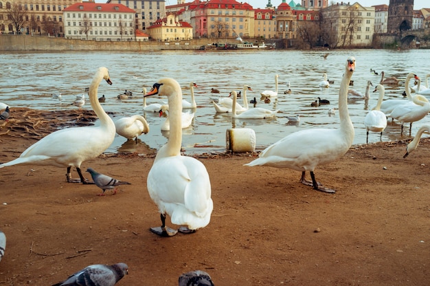 Cigni a Praga sulla capitale ceca del paesaggio del fiume, cigni bianchi sul fiume accanto a Charles Bridge, repubblica Ceca, turismo