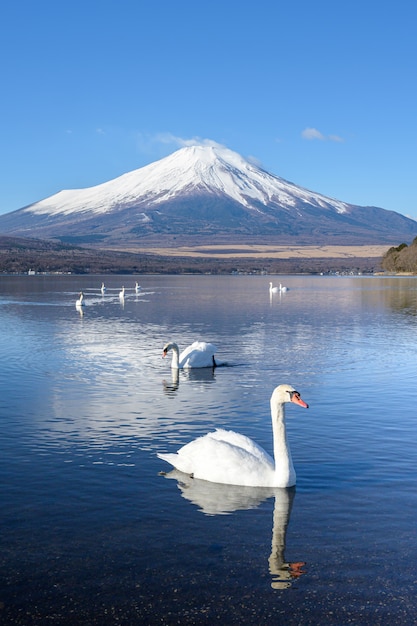 cigni bianchi che nuotano nel lago in inverno con la scena della montagna