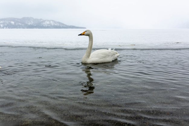 Cigni bianchi che nuotano nel lago non ghiacciato di inverno nel Giappone