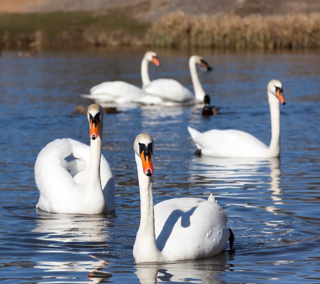 Cigni bianchi che vivono sul lago vicino alla città, bellissimi e grandi uccelli acquatici nella stagione primaverile mentre cercano una coppia