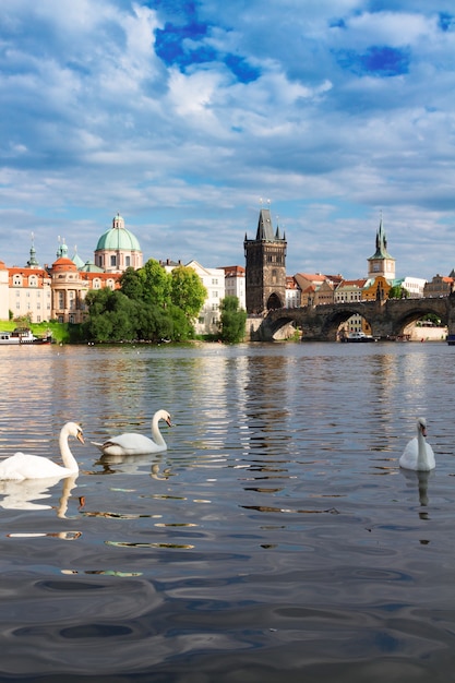 Cigni bianchi con lo sfondo del ponte Carlo sul fiume Moldava, Praga, Repubblica Chech