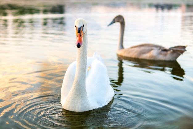 Cigni bianchi e grigi che nuotano sull'acqua del lago in estate.