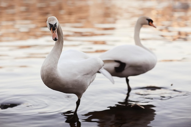 cigni bianchi nell'acqua / bellissimi uccelli selvatici, cigni in natura