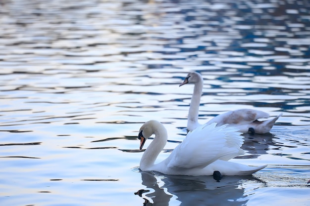 cigni bianchi nell'acqua / bellissimi uccelli selvatici, cigni in natura