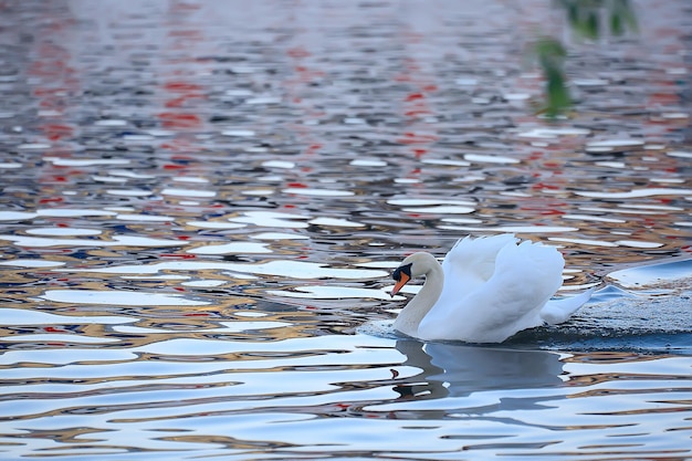 cigni bianchi nell'acqua / bellissimi uccelli selvatici, cigni in natura