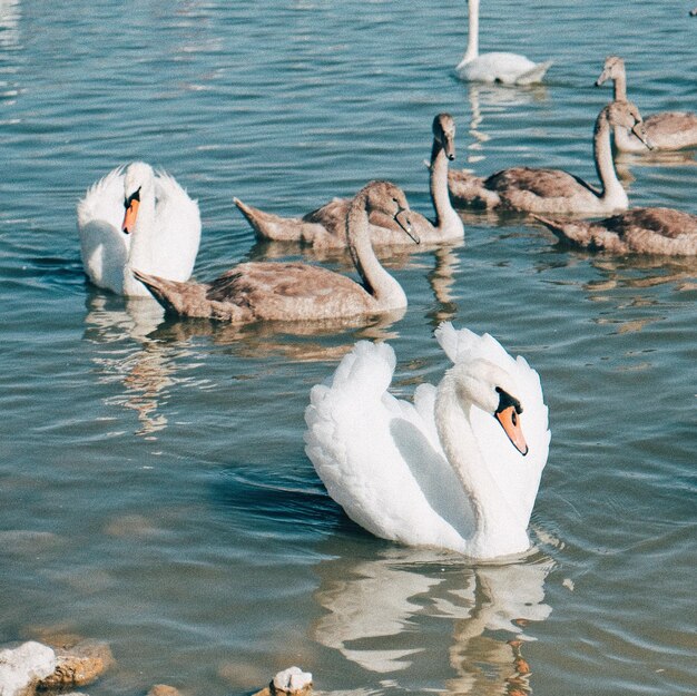 Cigni che nuotano nel lago