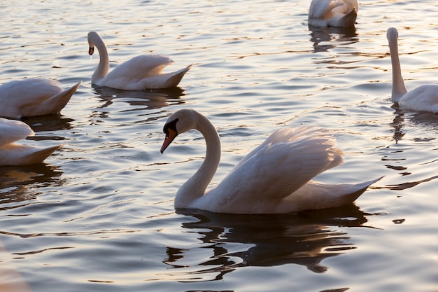 Cigni del primo piano in primavera, un bellissimo gruppo di uccelli acquatici di cigni di uccelli su un lago o un fiume, un gruppo di cigni che nuotano sull'acqua