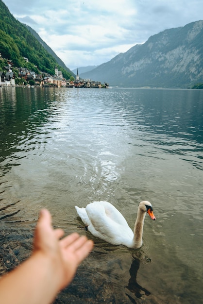 Cigni di coppia adorabili nella città del lago hallstatt sullo sfondo austria