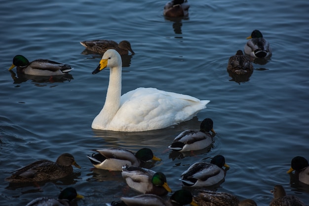 Cigni e anatre che nuotano nel lago