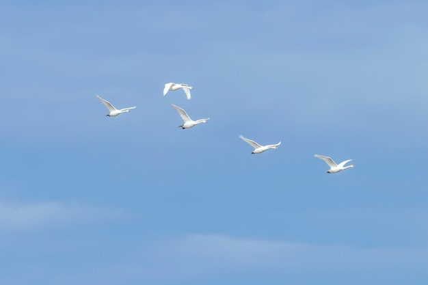 Cigni in volo cielo blu (Cygnus olor)