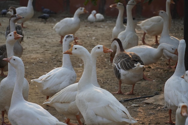 Cigni indiani nelle immagini del parco Bella immagine